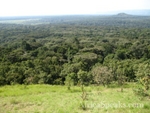 The forest below is well-known for its monkeys and snakes