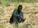The hay behind Keron is harvested regularly by locals to feed cows