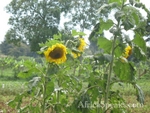 Trial plantation of sunflower seeds used in oil production