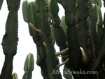 Snake on cactus
