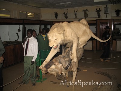 Exhibit: Lioness kills prey