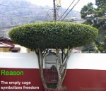 Reason Tree