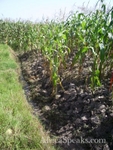 KVDS research corn field
