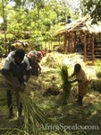 Tying the grass into bundles for the thatched roof